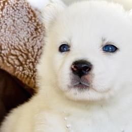 Pearl - White female Siberian Husky puppy in Atlanta, Georgia from Lobban Huskies