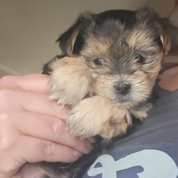 Moe - Black and gold male Morkie puppy in Gloucester, Virginia from Jenkins Morkies