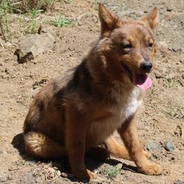 Australian Cattle Dog puppies from Cherished Chihuahuas