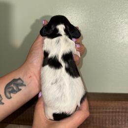 Heavily Ticked - 1500 - Piebald female Dachshund puppy in Williston, Florida from Teenie Weenie Dachshunds