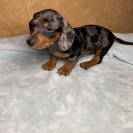Jack - Dapple male Dachshund puppy in Norco, California from Norco dachshunds