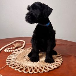 Blue - Black Male - Black male Giant Schnauzer puppy in St George, Utah from Schnauzer Ranch