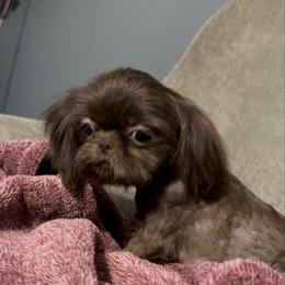 Cinna - Shih Tzu