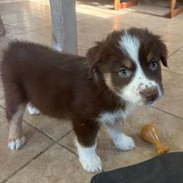 Mary-Ann - Red tri-color female Australian Shepherd puppy in Grants Pass, Oregon from Carmel Mountain Aussies