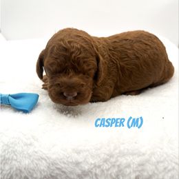 Casper red - Red  male Goldendoodle puppy in Lewisville, Texas from Zink Doodles