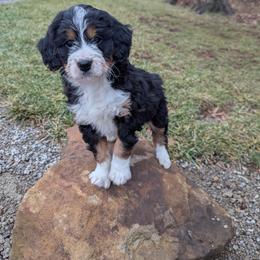 Daisy - Tri-color female Bernedoodle puppy in Beach City, Ohio from Blue Cloud Doodles
