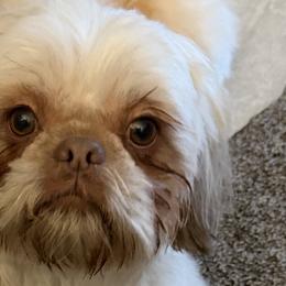 Moose - Shih Tzu