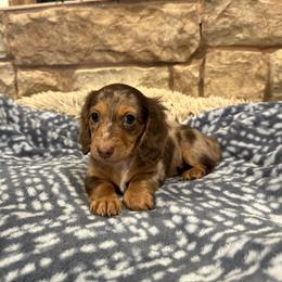 Daisy - Dapple female Dachshund puppy in Stilwell, Oklahoma from B & K Dachshunds