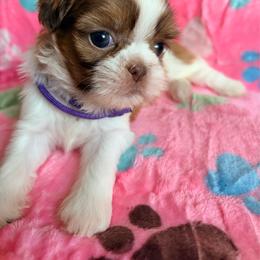 Danica - Liver and white female Shih Tzu puppy in Hemet, California from Aloha Shih Tzu
