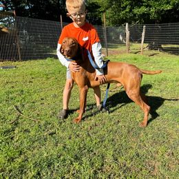 Hatch - Vizsla