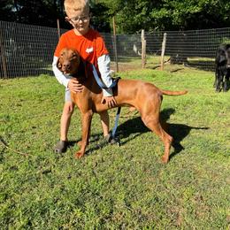 Hatch - Vizsla