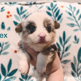 Vex - Blue merle and white female American Corgi puppy in Fitzhugh, Oklahoma from Elmiphyr Corgis