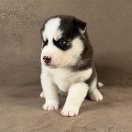 Zeus - Black and white male Siberian Husky puppy in Miami, Florida from House of Ace & Iza