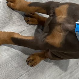 Doberman Pinscher Puppies from Jensen Dobermans