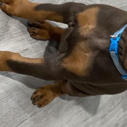 Doberman Pinscher Puppies from Jensen Dobermans