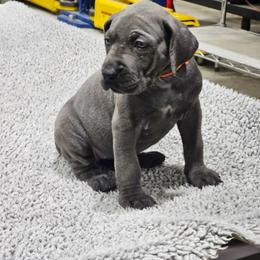 Aurelia - Blue female Great Dane puppy in Garner, North Carolina from Gentle Giant Danes, LLC
