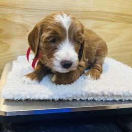Suze - pink collar - Red  female Goldendoodle puppy in Denison, Iowa from Violet View Iowa Goldendoodles