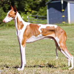 Archie - Ibizan Hound