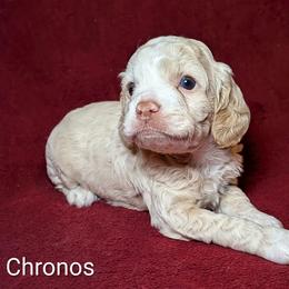 Chronos - Silver male Cockapoo puppy in Sunset, Louisiana from Cano Cockapoos
