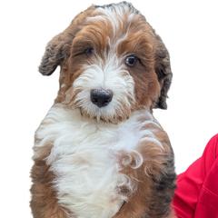 Ace - male Australian Mountain Doodle puppy in Trion, Georgia from Big Daddy Doodles