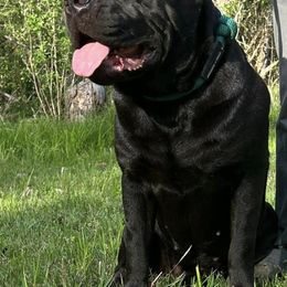 Cane Corso from Big Cedar Cane Corsos
