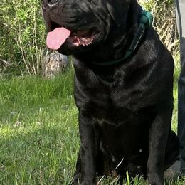 Cane Corso from Big Cedar Cane Corsos