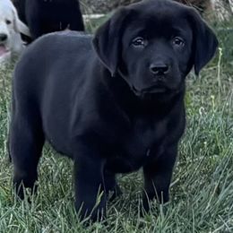 Boy 3 - Black male Labrador Retriever puppy in Jamestown, Ohio from Heartlands Quality Labrador Retrievers