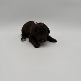 Peaches-Pink - Brown and white female Aussiedoodle puppy in West Monroe, Louisiana from Diamond M Poodles and Doodles