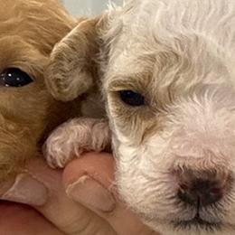 Poodle puppies from Star Catcher Pups