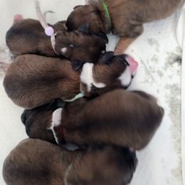 Cavapoo Puppies from Sophie's Puppy Den