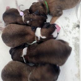 Cavapoo Puppies from Sophie's Puppy Den
