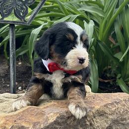 Carson - Tri-color male Bernedoodle puppy in Mint Hill, North Carolina from DoodleForever