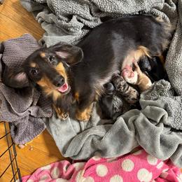 Bella - Dachshund