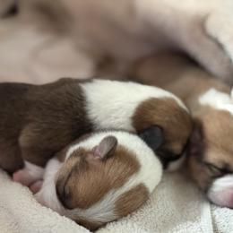 Pembroke Welsh Corgi puppies from Much Love Fam