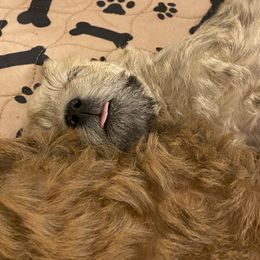 Schnoodle Puppies from Noodle Tings Puppies