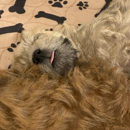 Schnoodle Puppies from Noodle Tings Puppies
