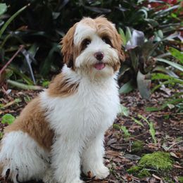 Reka - Australian Labradoodle