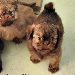 Pembroke Welsh Corgis, Shetland Sheepdogs, and Shih Tzus from Prairie Fen Farm
