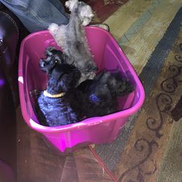 Miniature Schnauzer Puppies from Circle R Ranch