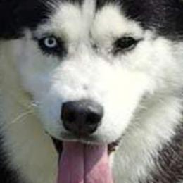 River - Siberian Husky