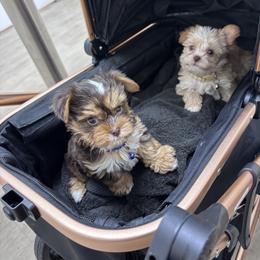 Yorkshire Terrier Puppies from TLJ Choco Yorkie Love