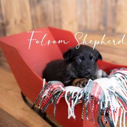 German Shepherd Puppies from Vom Folsom Haus Shepherds