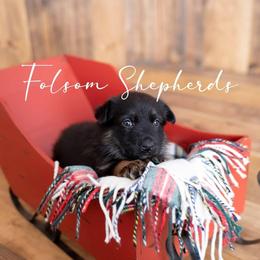 German Shepherd Puppies from Vom Folsom Haus Shepherds