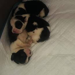 French Bulldog Puppies from Velvet Fluffy Pups