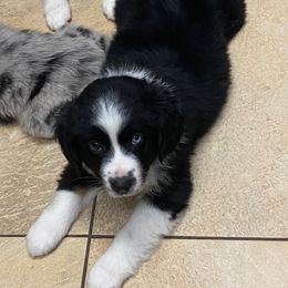 Miniature Australian Shepherd Puppies from Arch Hill Mini Aussies