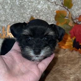 Eclipse - Black and silver female Miniature Schnauzer puppy in Silsbee, Texas from My Little Schnauzer Pals