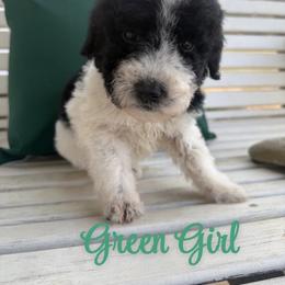 Girl 8 - Parti female Poodle puppy in Travelers Rest, South Carolina from Hampshire Hill’s Standard Poodles