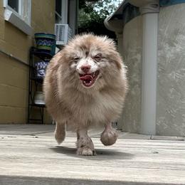 Pomeranian All Grown Up from Nathalie Bastin