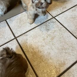 Shih Tzu Puppies from Oregon Shih Tzu