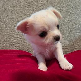 Rose - Cream and white female Chihuahua puppy in Jacksonville, Florida from Precious Paws of Florida - Chihuahuas